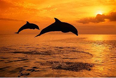 《忍者神龟：变种释放》预告片发布 预计2024年10月18日推出